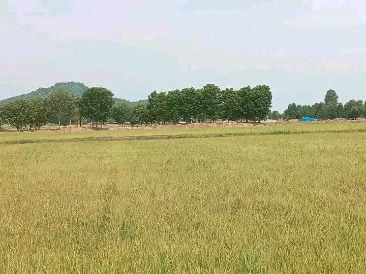 ที่ดิน เหมาะทำการเกษตร