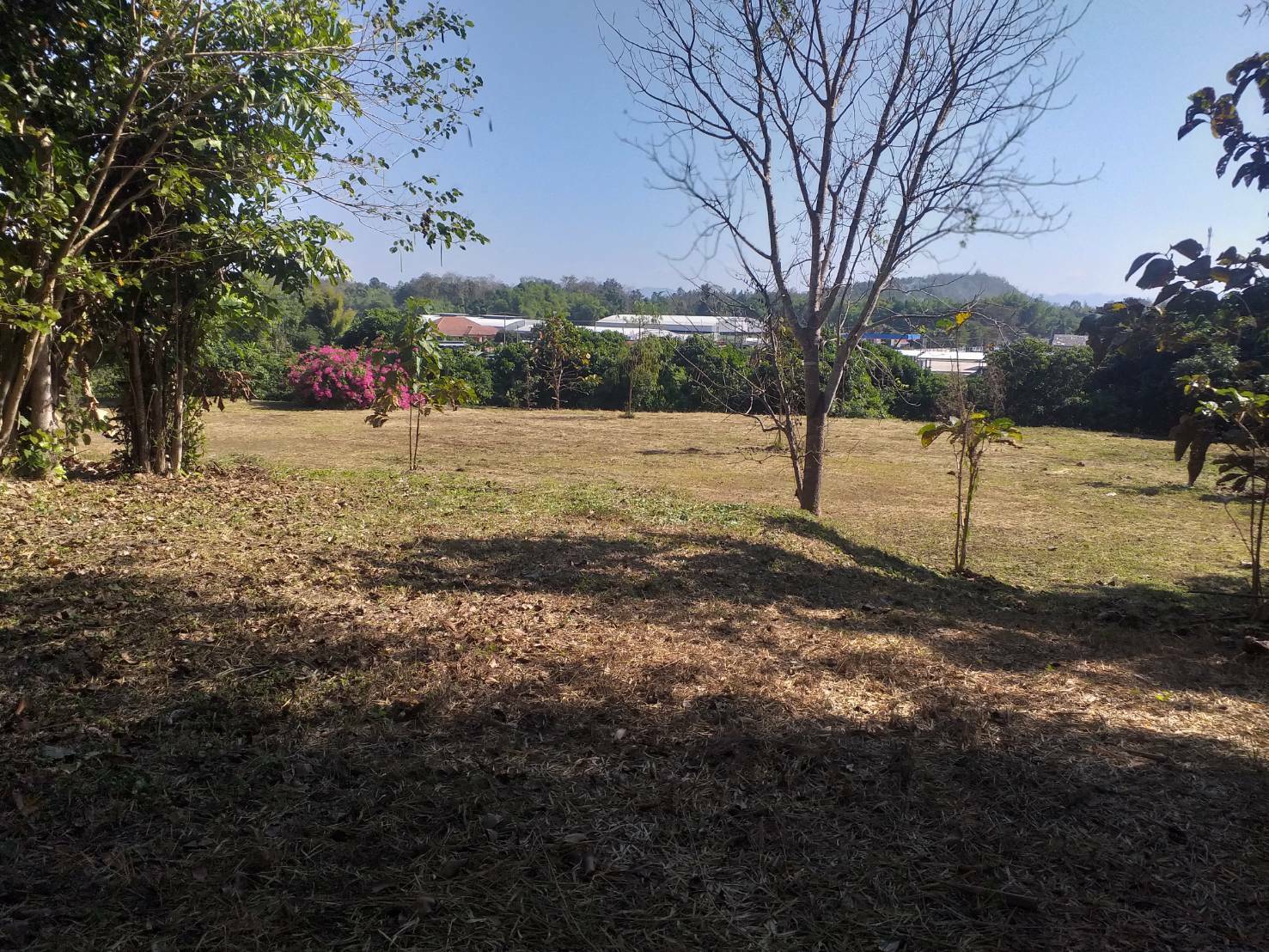 ที่ดิน วิวสวยติดถนนคอนกรีตและมีลำเหมือง  แม่ริม 4-1-92.4 ไร่