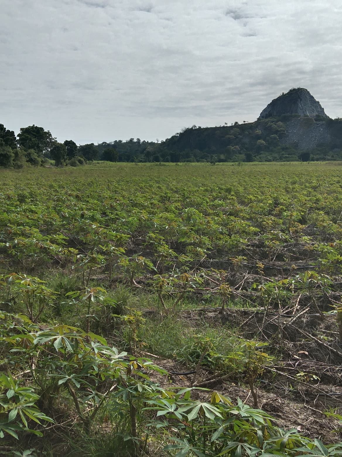 ขายที่ดิน สุพรรณบุรี 71-2-53