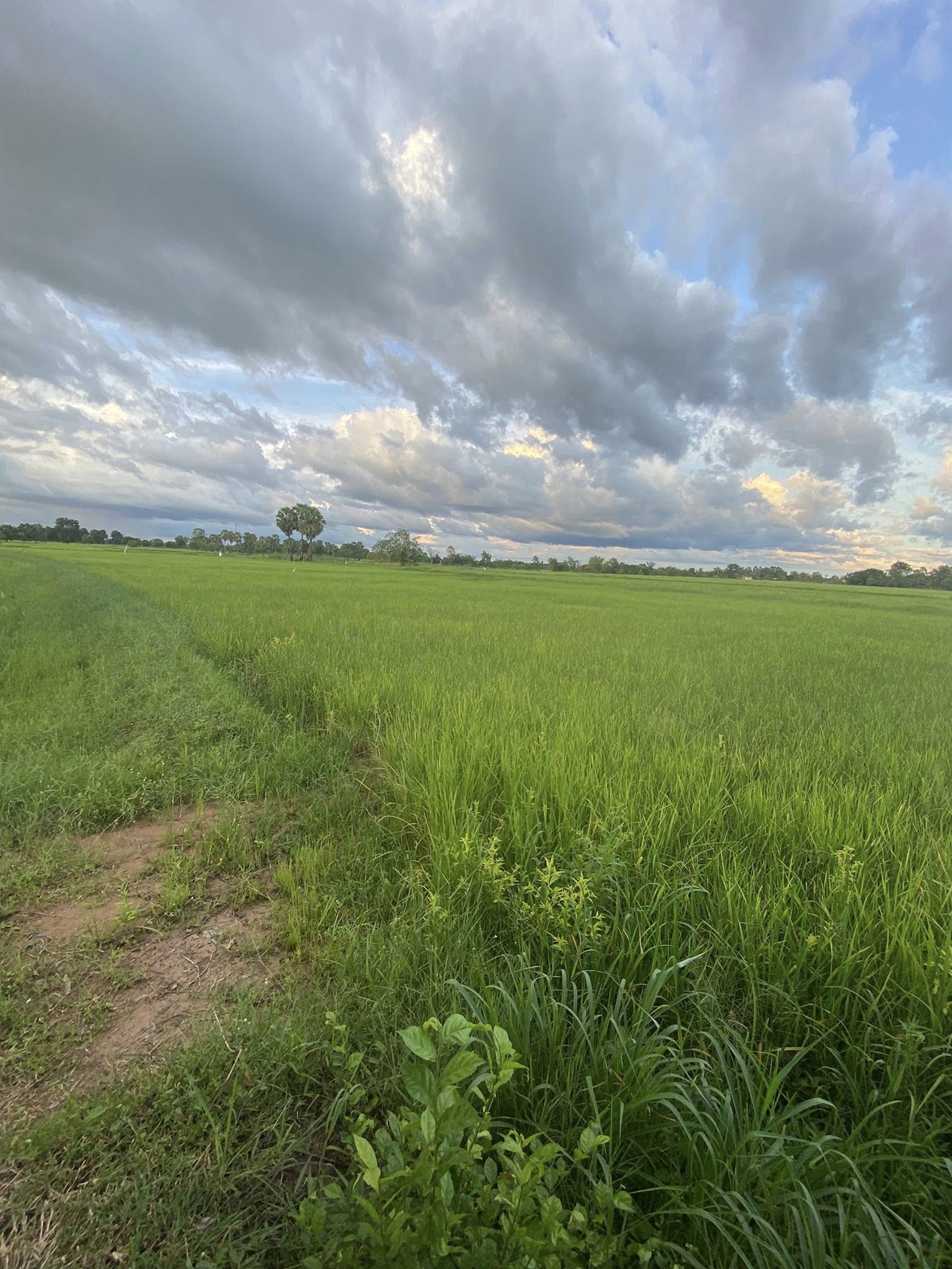 ขายที่ดินกาฬสินธุ์ ยางตลาด 6-0-21