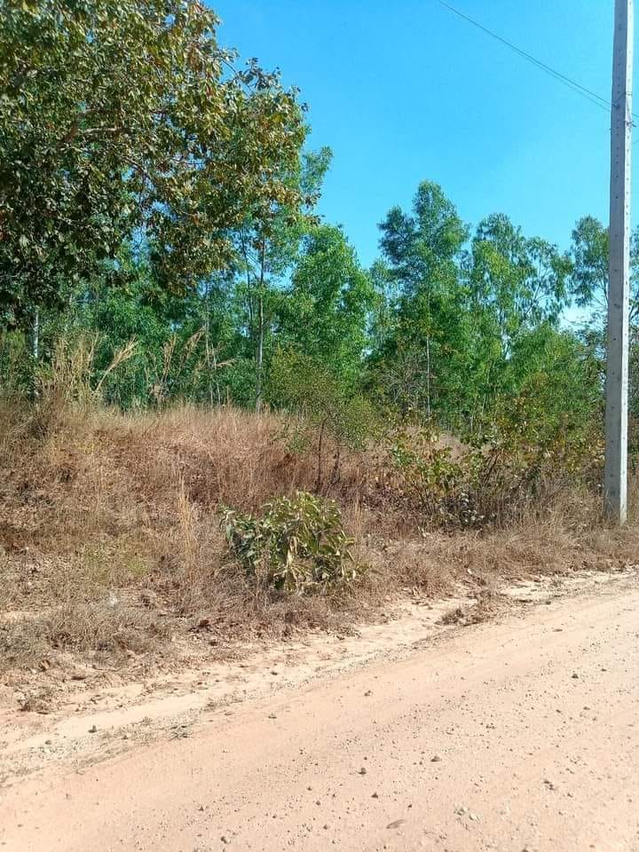 ขายที่ดินเปล่า ชัยภูมิ 32 ไร่