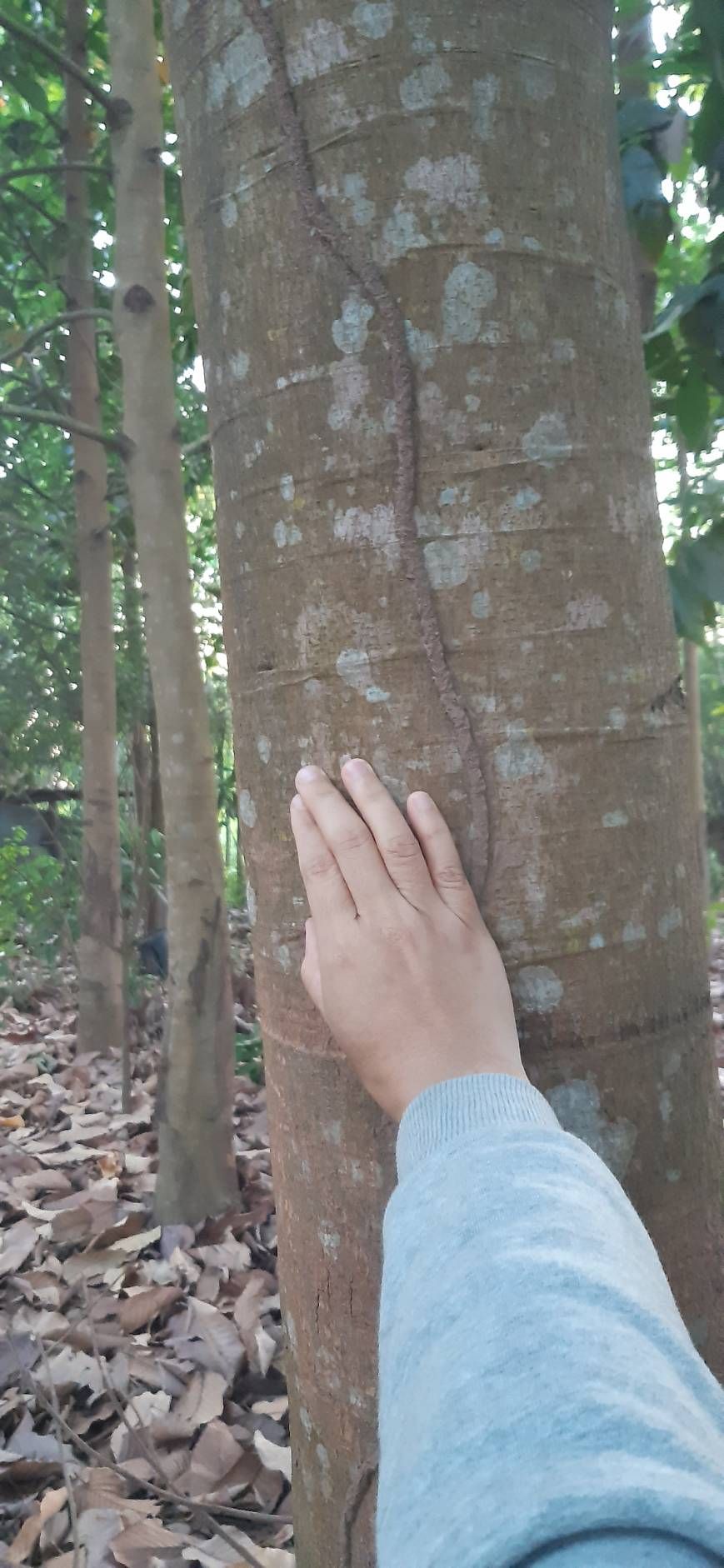 ขายบ้านสวนป่าติดน้ำเลย(เจ้าของขายเอง)