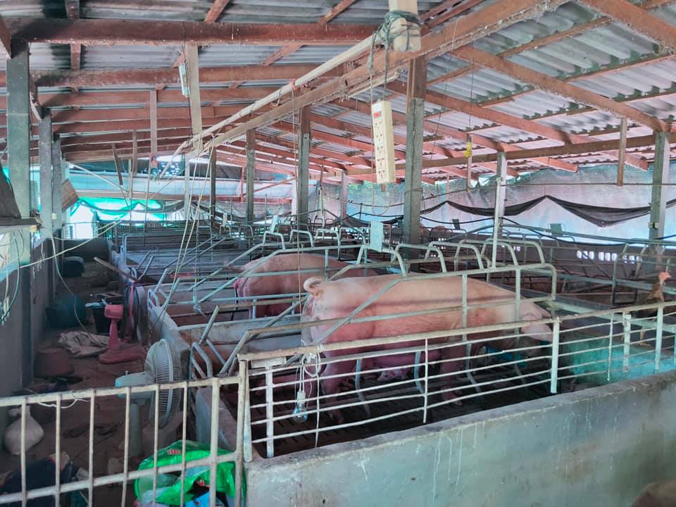 ฟาร์มหมู ราคาดี ตาก 6-0-47.7