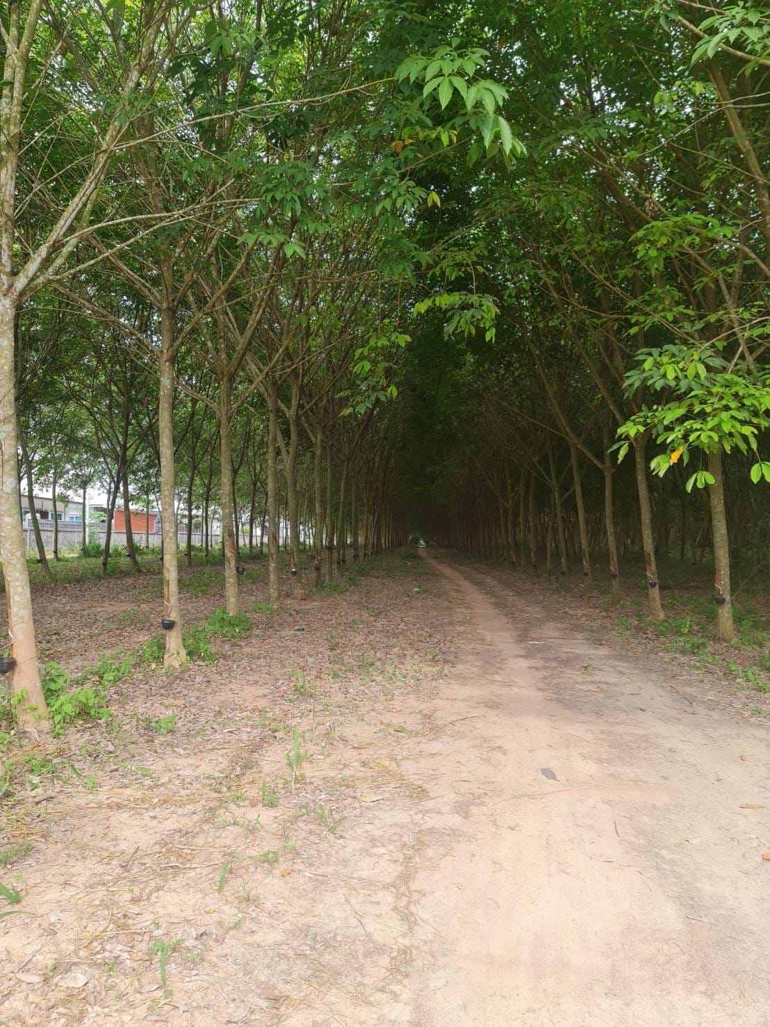 ขายที่ดินในเขตอำเภอนิคมพัฒนา ทำเลดี กำลังเป็นที่นิยมของนักลงทุนทั้งด้านอุตสาหกรรมและหมูบ้านจัดสรร