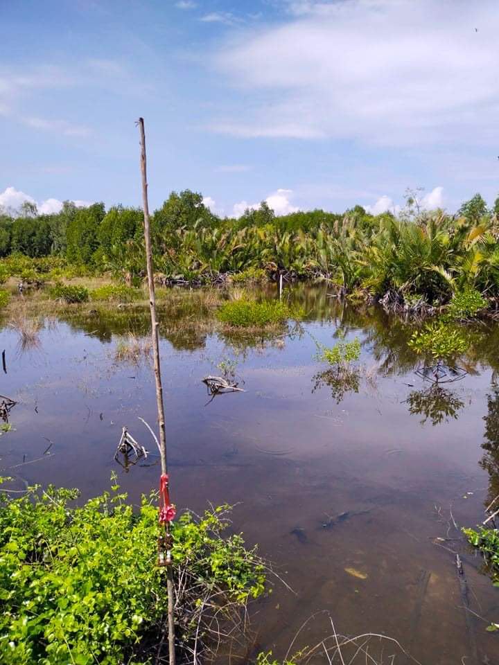 ที่เปล่า เมืองสมุทรสาคร 53-1-59.1 ตร.ว.