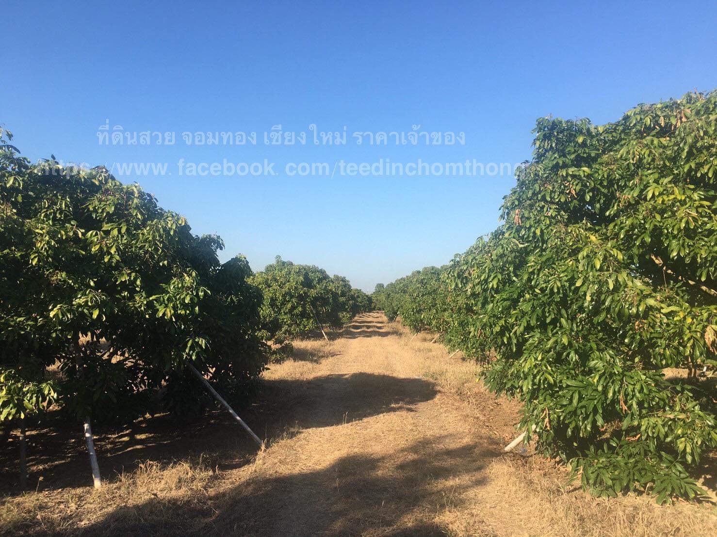 ขายสวนลำไย จอมทอง เชียงใหม่
