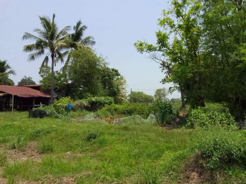 ที่ดิน ต.หนองบัวฮี.อ.พิบูลฯ อุบลราชธานี