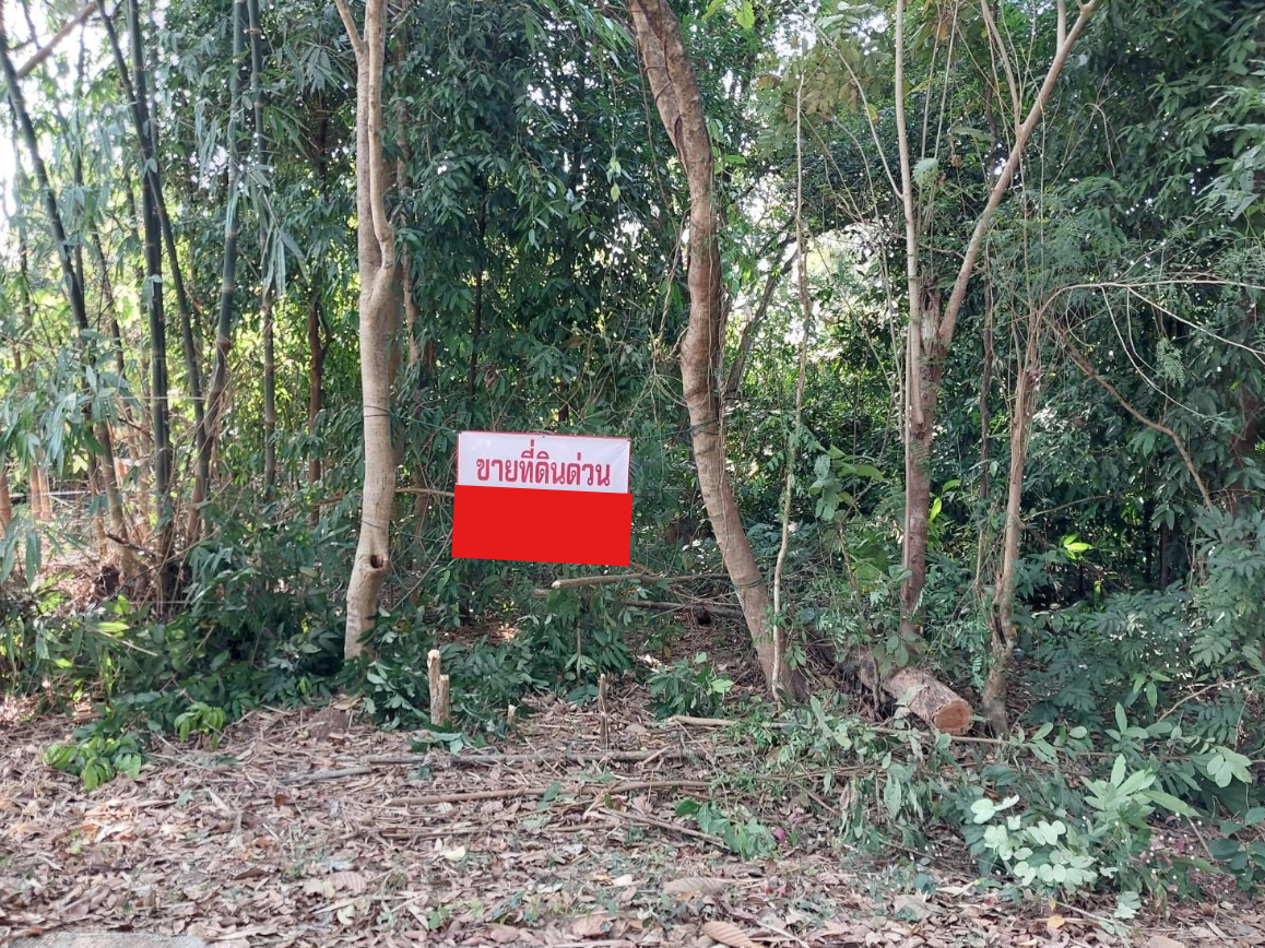 ขายที่ดินเลย ภูกระดึง ที่ดินเปล่า ทำเลทองหลังที่ว่าการอำเภอภูกระดึง 
