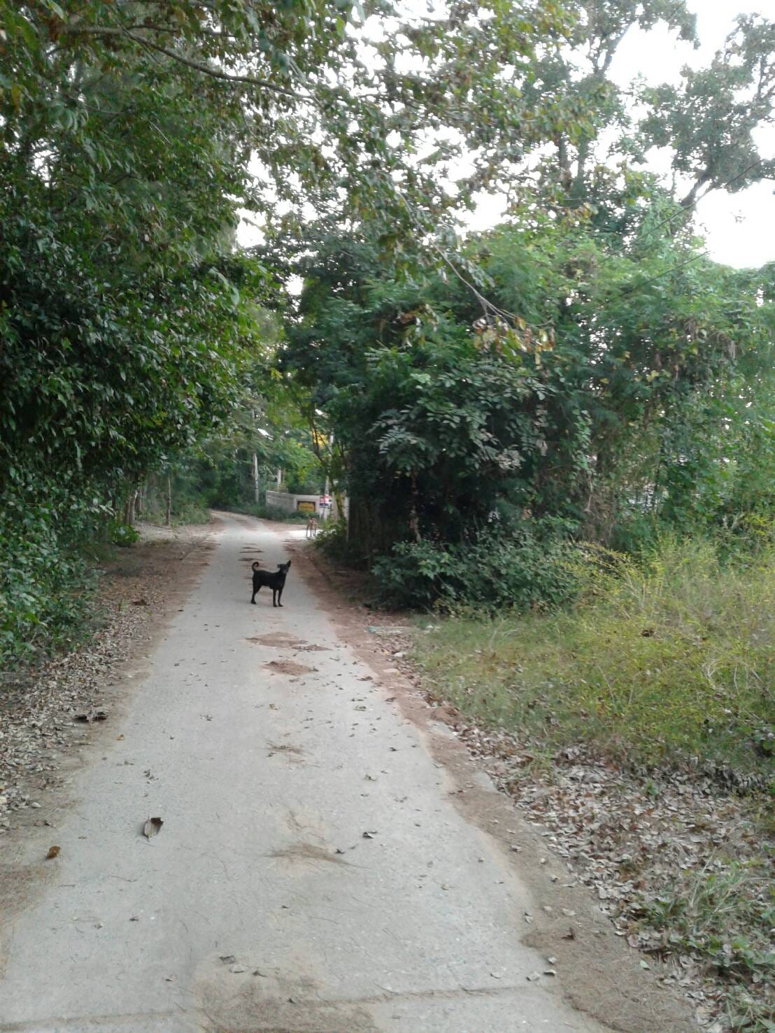ขายที่ดิน มหาสารคาม 1 ไร่