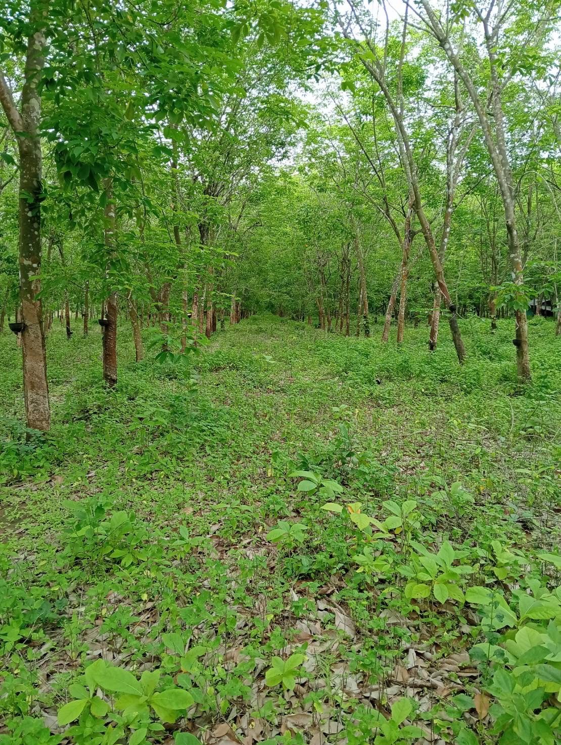 ขายที่ดินสุโขทัย ทุ่งเสลียม ที่ดิน น.ส.3ก
