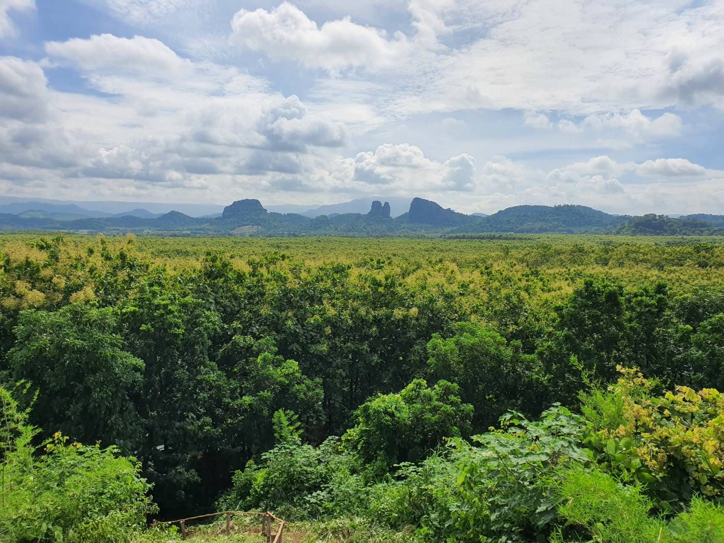 ขายที่ดินพร้อมสวนป่าสัก อายุ 20 ปี