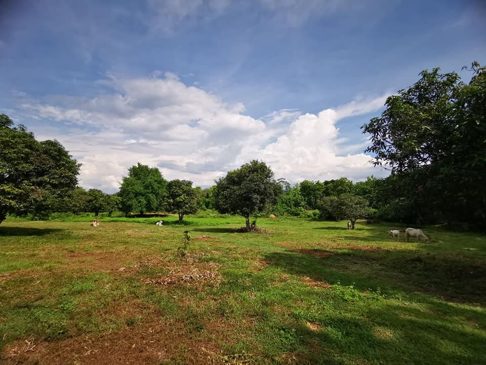 ที่ดินแปลงสวยมาก​ น่าน 5-3-0.6