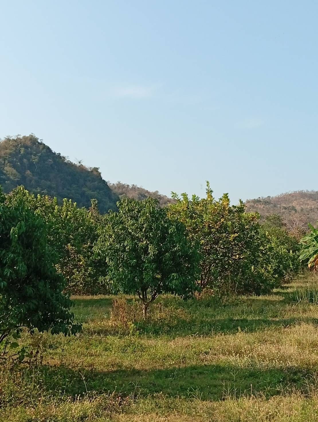 🏡 ขายบ้านพร้อมที่ดิน แปลงสวย พร้อมสวนส้มโอ–มะกรูด 🫒