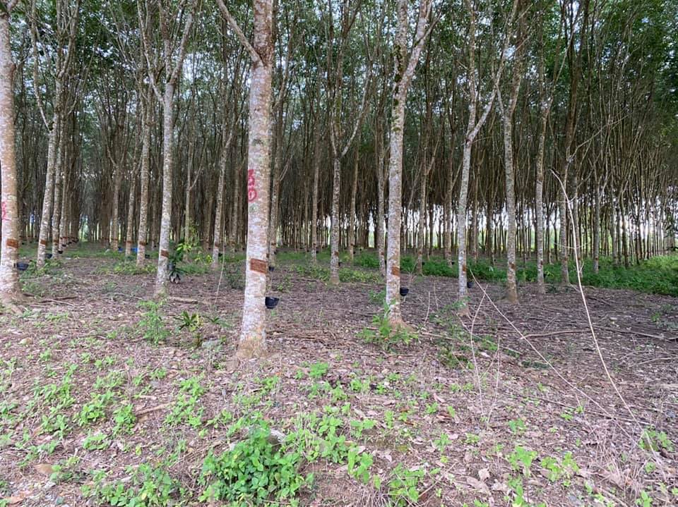 ขายที่ดิน จันทบุรี 11-0-84 ไร่