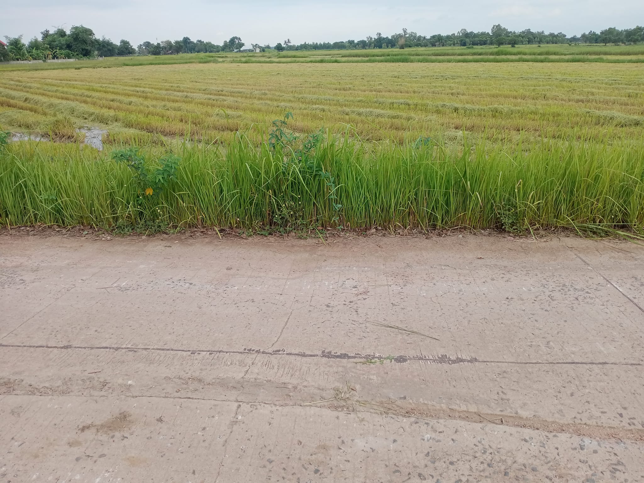 ที่ดินที่นา ยางตลาด กาฬสินธุ์ 4-0-2
