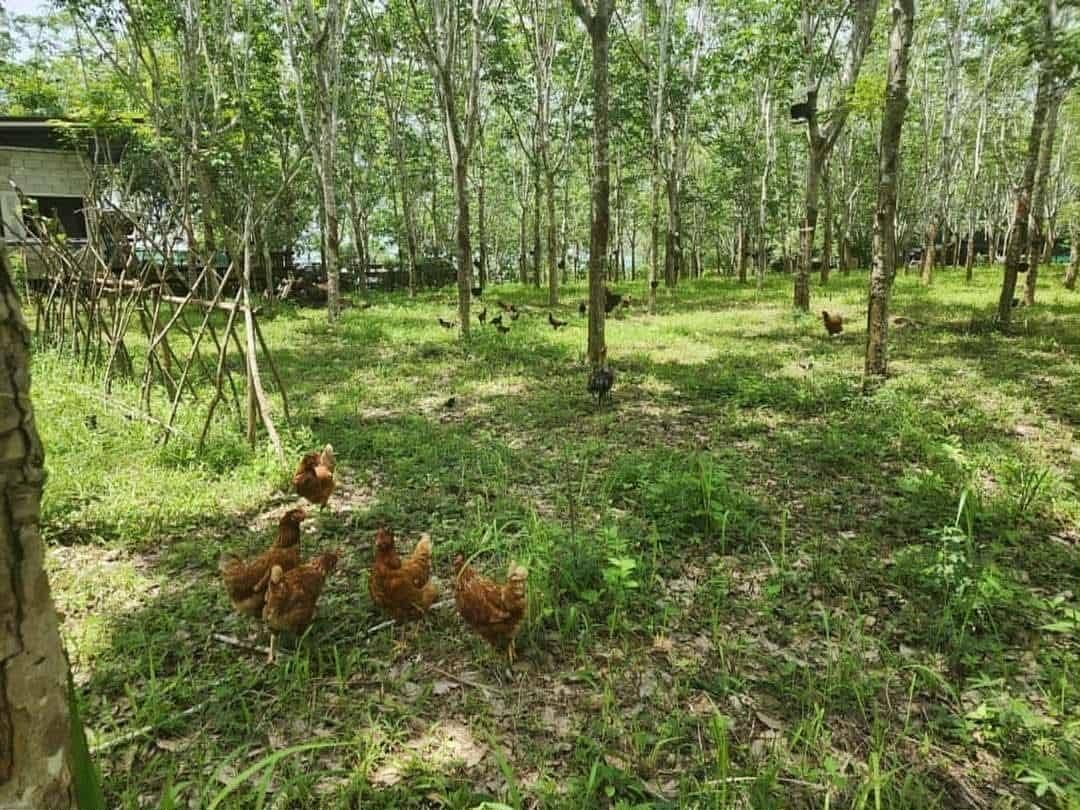ขายที่ดิน พร้อมสวนยางพารา/บ้านพัก ใน เชียงคาน , เชียงคาน , เลย