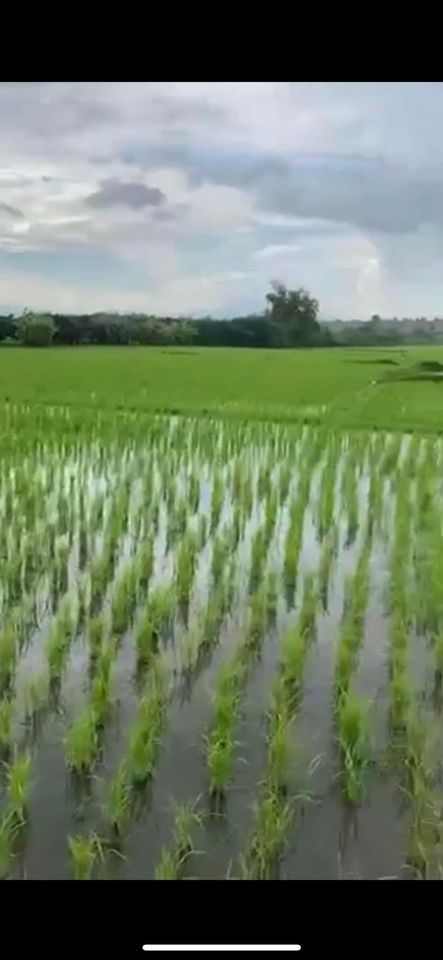 ที่ดินแปลงสวย ราคาไม่แพง อ.ฝาง จ.เชียงใหม่ 6-0-96.5 ตร.ว.
