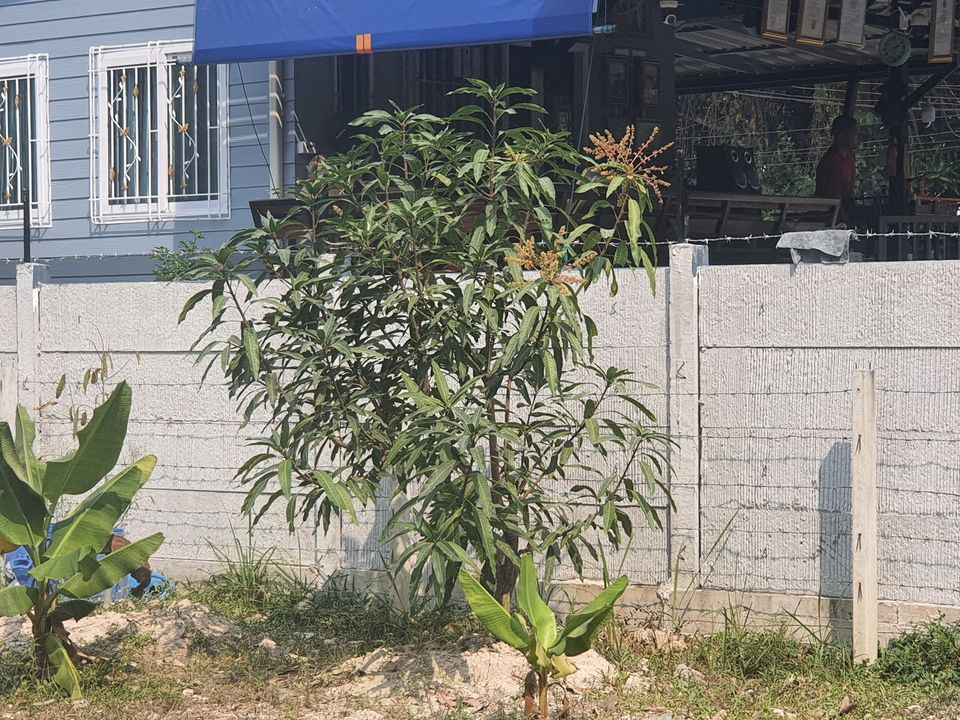 ขายที่ดิน นครนายก 65 ตรว.