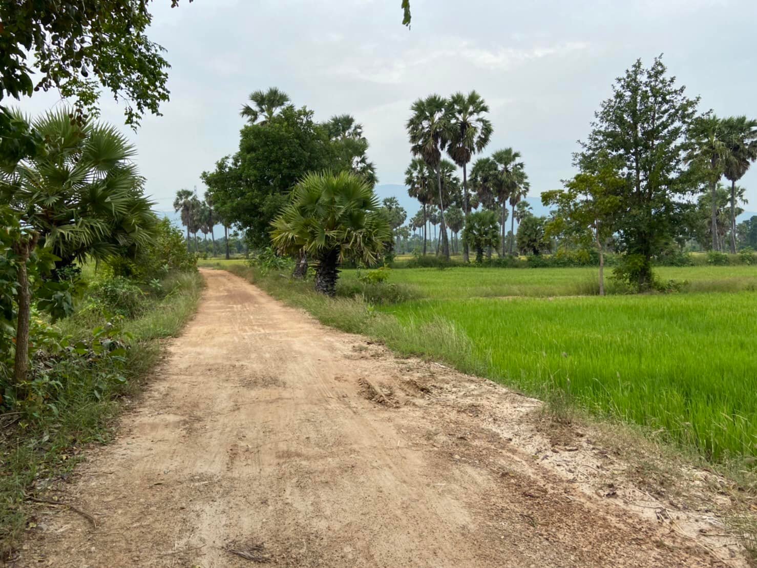 ที่ดินเปล่า บ้านลาด เพชรบุรี 4-1-51.4