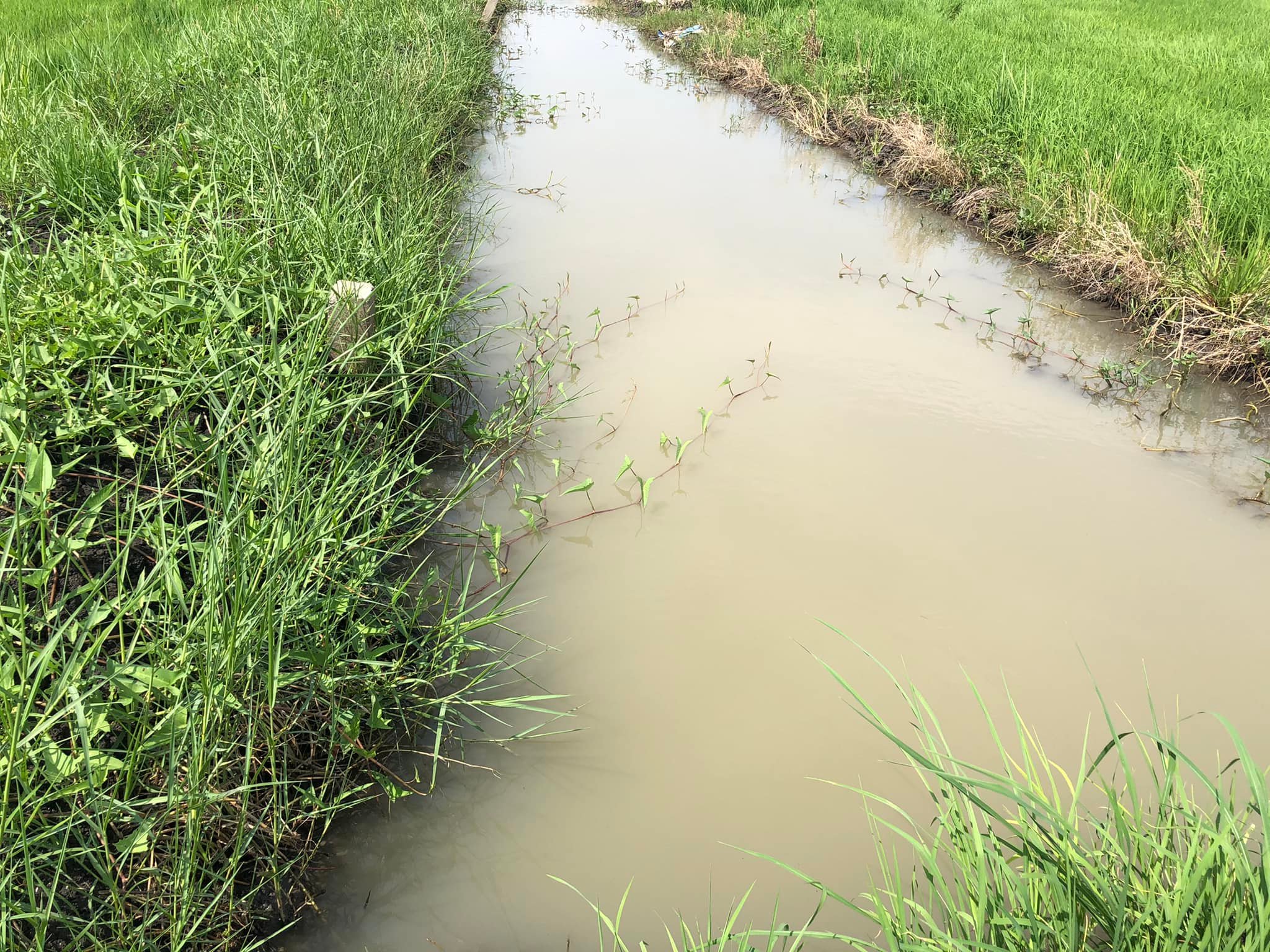 ขายที่นา ต.ดอนทอง อ.หนองโดน จ.สระบุรี 10-0-78 ไร่