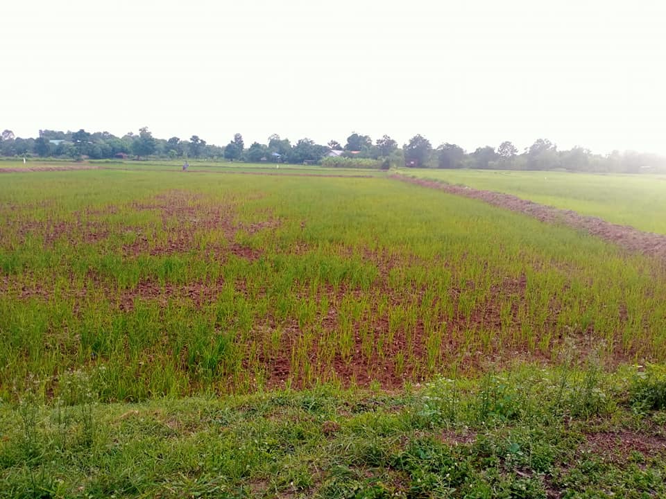 ขายที่ดิน มหาสารคาม 2 ไร่ 