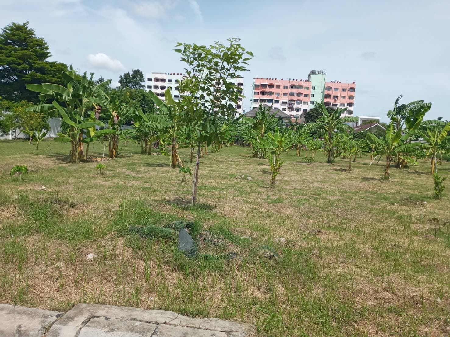 ที่ดินเปล่า องครักษ์ นครนายก 0-0-80