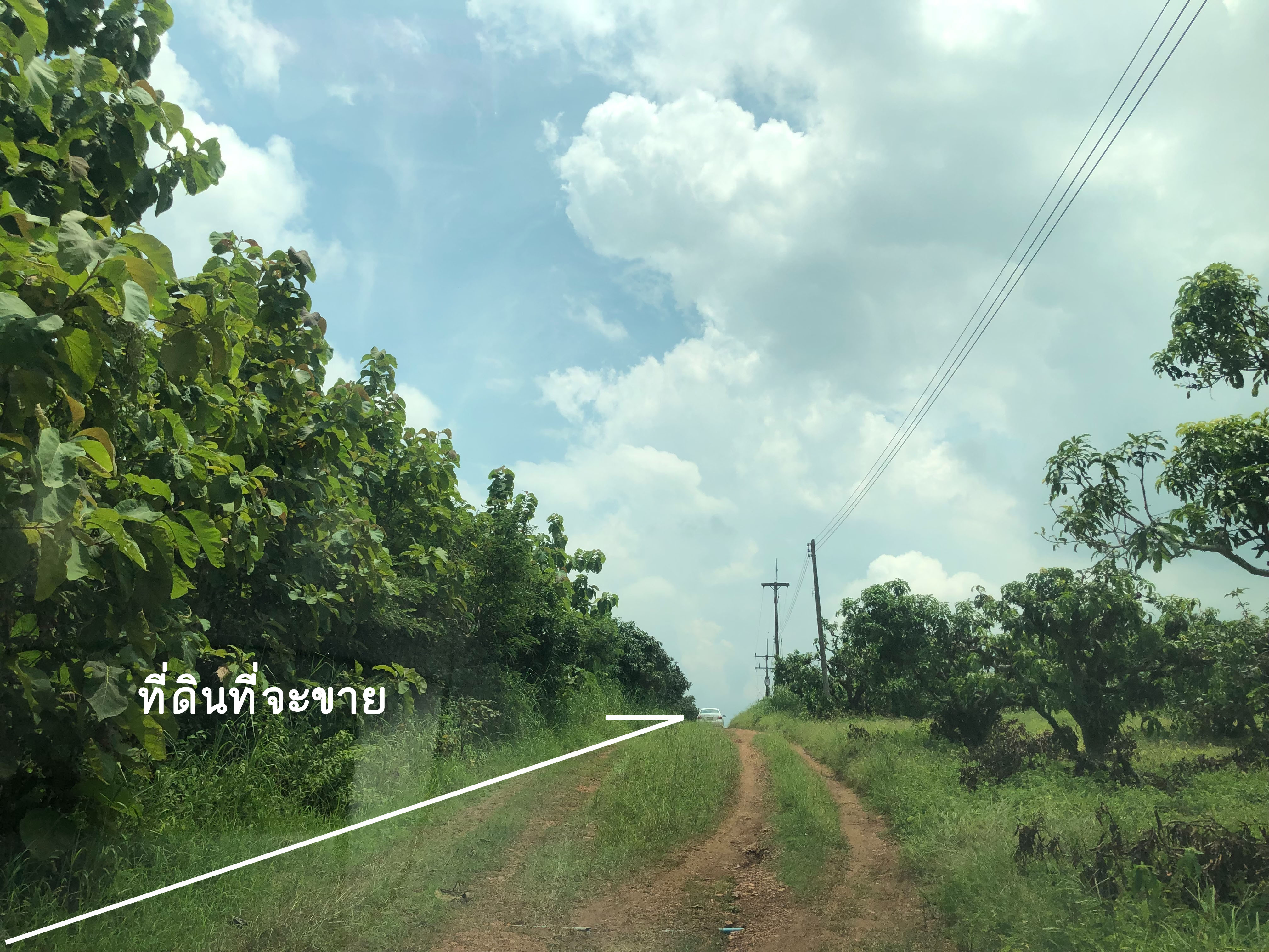 ขายที่ดิน อ.หนองไผ่ จ.เพชรบูรณ์ 2-0-48