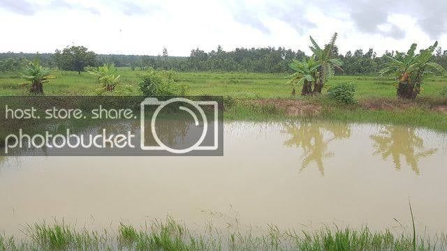 ขายที่ดินสกลนคร อุ่มจาน กุสุมาลย์ ติดถนนลาดยาง (ถนนทางหลวงชนบท 4025)