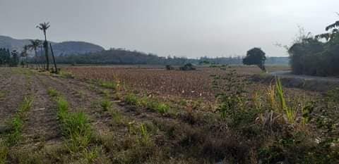 ที่ดินแปลงเกษตร สุพรรณบุรี 39-0-6.1