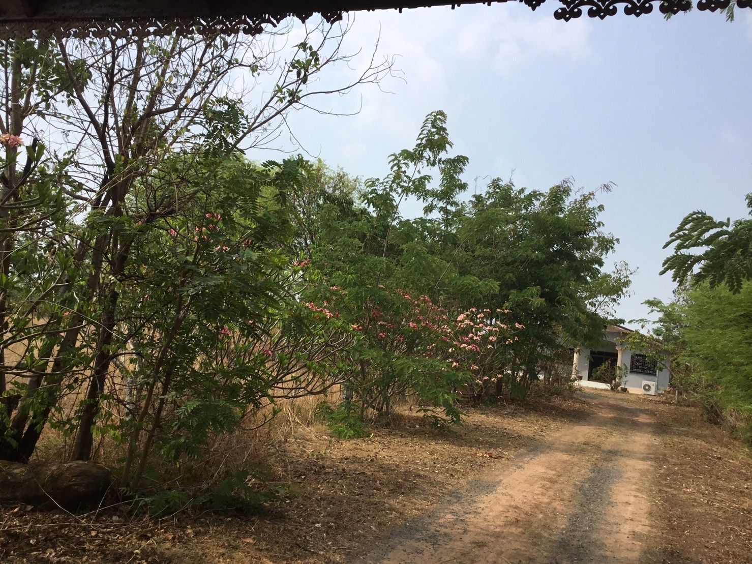 ขายที่ดินพร้อมสิ่งปลูกสร้าง เสนางคนิคม อำนาจเจริญ ด้านหน้าติดถนน อยู่ใกล้แหล่งชุมชน 30-2-80