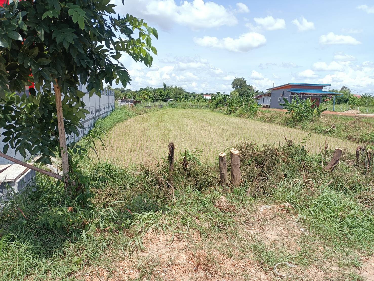 ขายที่ดิน ที่นา เมืองนครพนม 0-3-7.8