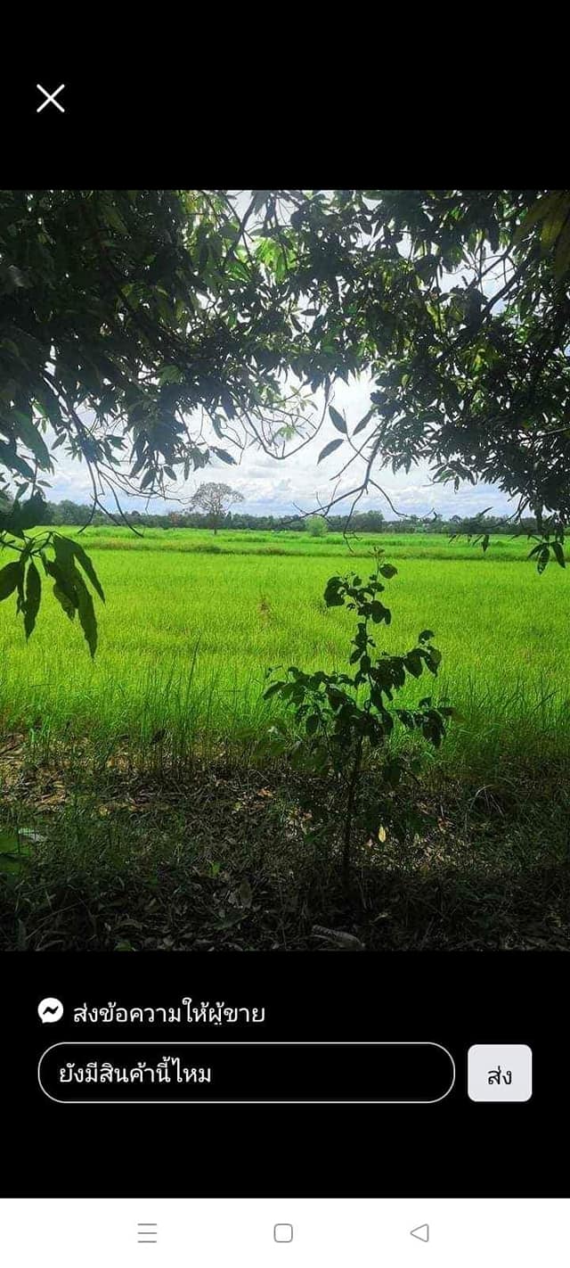 ขายที่ดินอุบลฯ พิบูลมังสาหาร