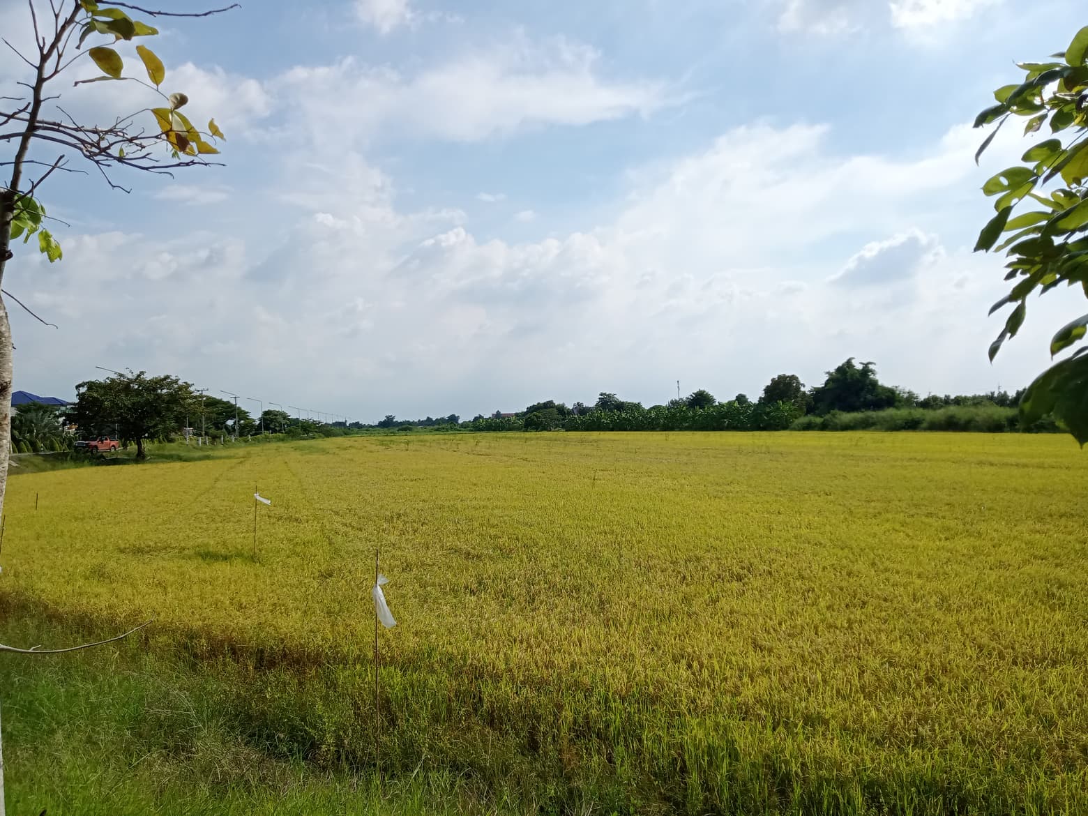ขายที่ดินแปลงสวยด้านหลังติดคลอง นครปฐม 3-3-81