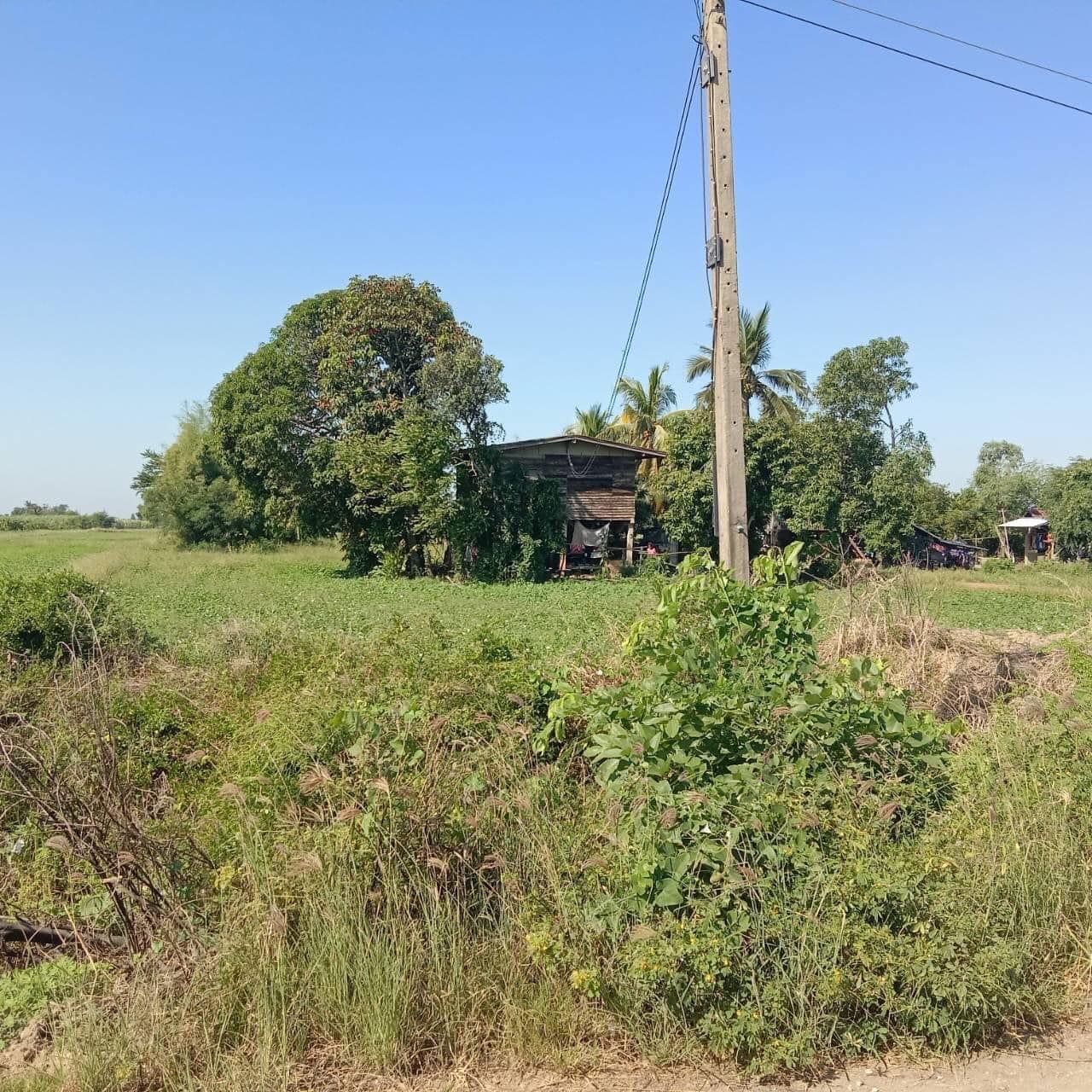 ที่ดิน ตำบล คลองมะพลับ อำเภอ ศรีนคร จังหวัด สุโขทัย  3 ไร่
