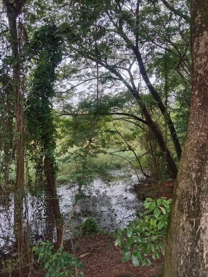 ที่ดินแปลงสวย พร้อมสวนมะม่วงหิมพานต์ อุตรดิตถ์ 9-3-51