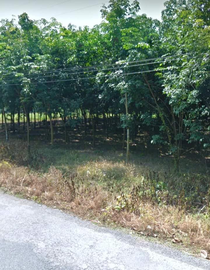  ที่ดินพร้อมสวนยางพารา​ น่าน 5-2-43