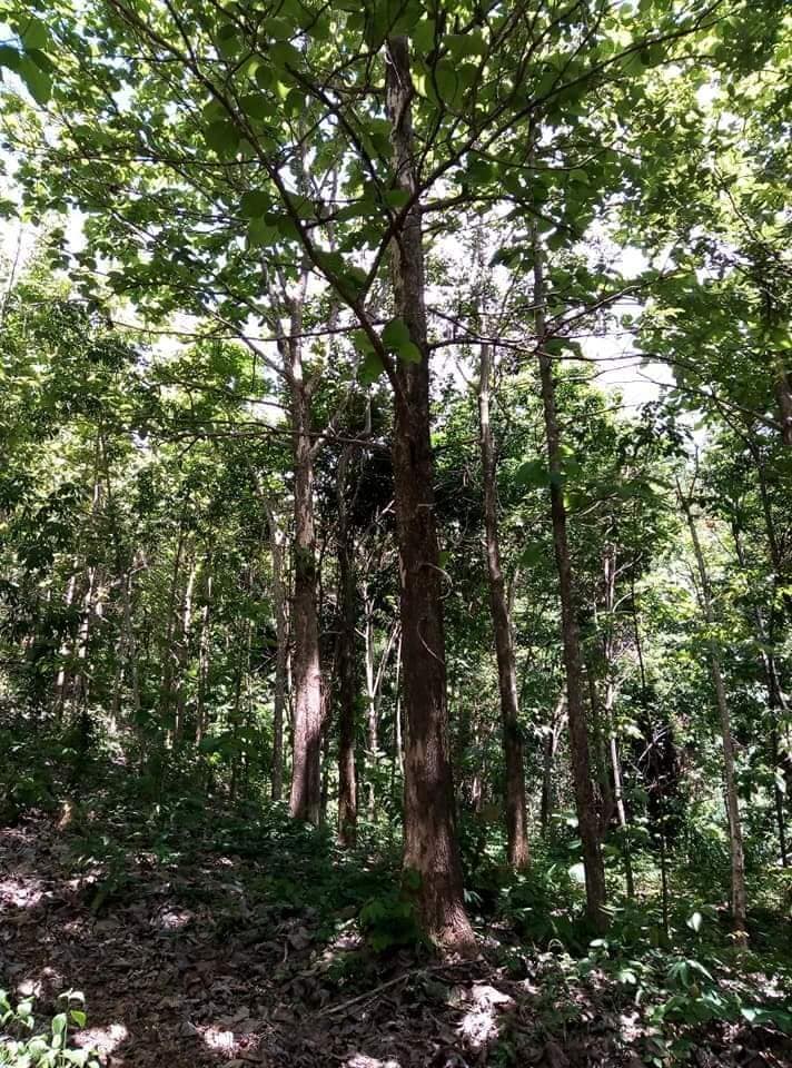 ที่ดินพร้อมสวนยางพาราและสวนสัก อุตรดิตถ์ 2-3-49