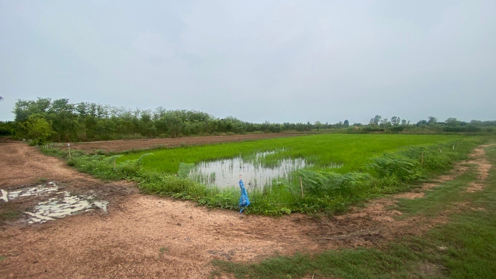 ขายที่ดินพิจิตร อำเภอสากเหล็ก ที่นาน้ำดี ทำได้ตลอดปี 