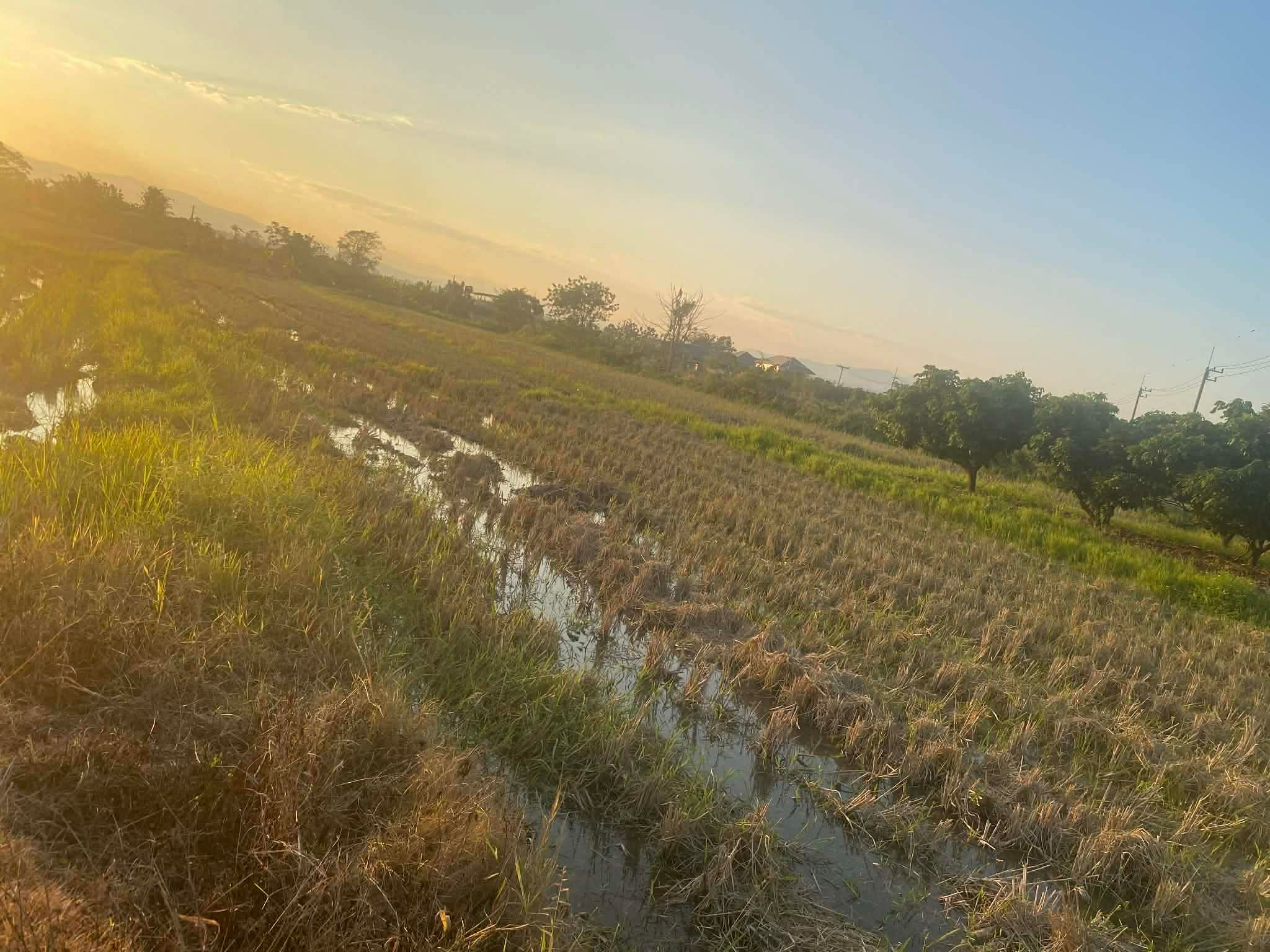 ขายที่ดินติดถนนใหญ่   (ทางหลวงสายดงป่าลัน-หนองมะจับ)