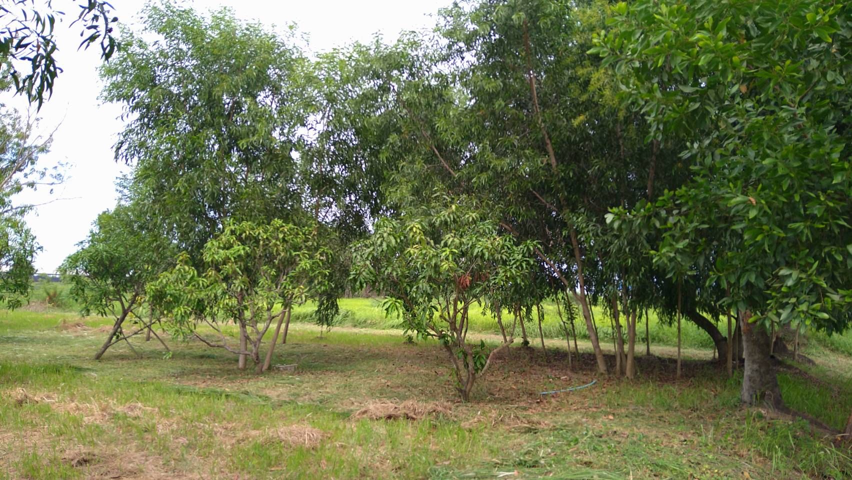ขายที่ดินสวย 1 ไร่ หนองเสือคลองสิบ เจ้าของขายเอง
