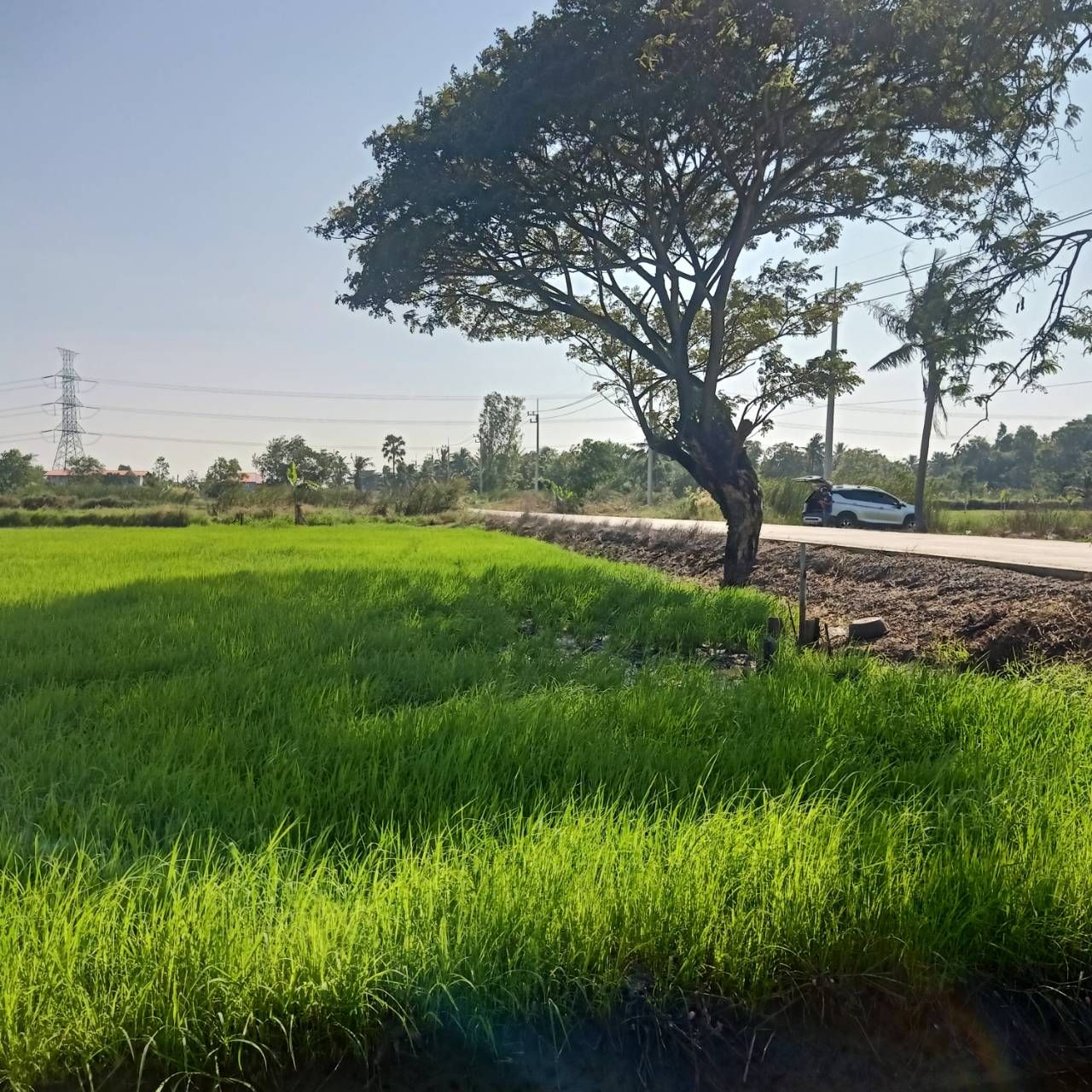 ขายด่วนที่สวยติดถนน ราคาถูก ทำเลดี อำเภอบางน้ำเปรี้ยว ฉะเชิงเทรา