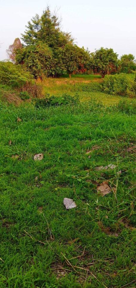 ที่สวน 11 ไร่กว่า ติดลำเหมือง มีสระ 1 บ่อ  ลำปาง