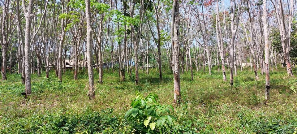 ที่ดินถลางในป่าครองชีพ ถลาง ภูเก็ต 3 ไร่