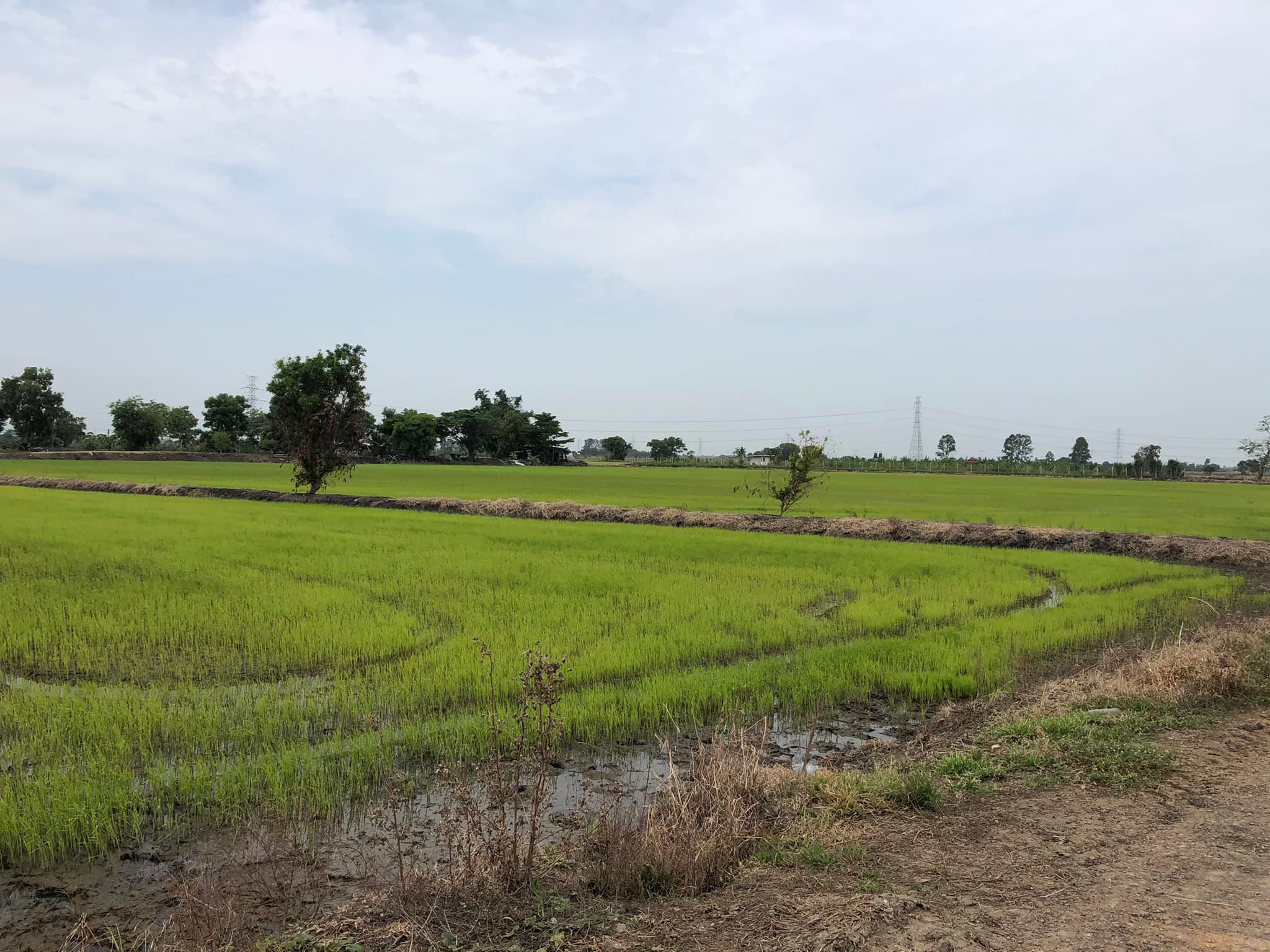 ขายที่นา จ.สระบุรี อ.หนองโดน 7-0-13 ไร่