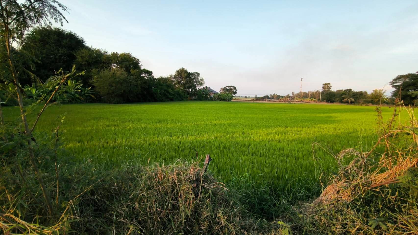 ขายที่ดินด่วน
