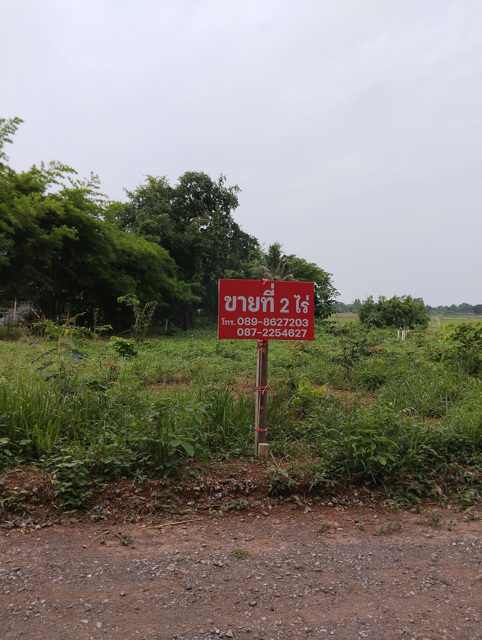 ขายที่ดิน อ.เมืองหนองบัวลำภู 2 ไร่