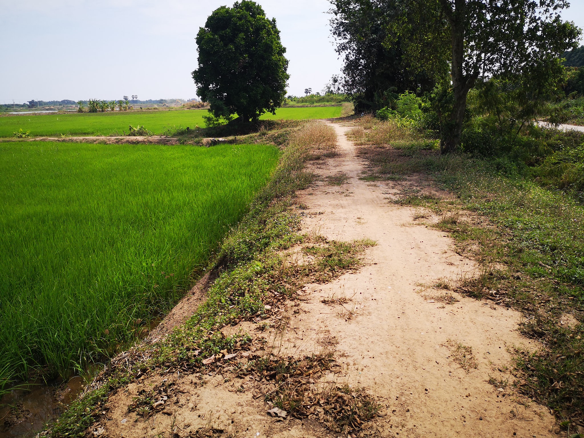 ที่ดิน จ.อ่างทอง อ.ป่าโมก 5 ไร่