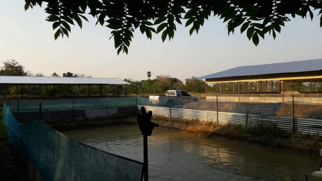 ขายที่ดิน มีบ้านพัก1หลังเล็กๆ เร้าไก่ไข่2เร้าเร้าเปล่า บ่อปลา4บ่อ คร่าวๆคับตอนนี้ที่ดินรกหญ้าคับ