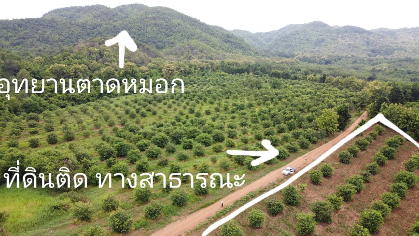 ที่ดินสวน เมืองเพชรบูรณ์ 6-0-0 ไร่