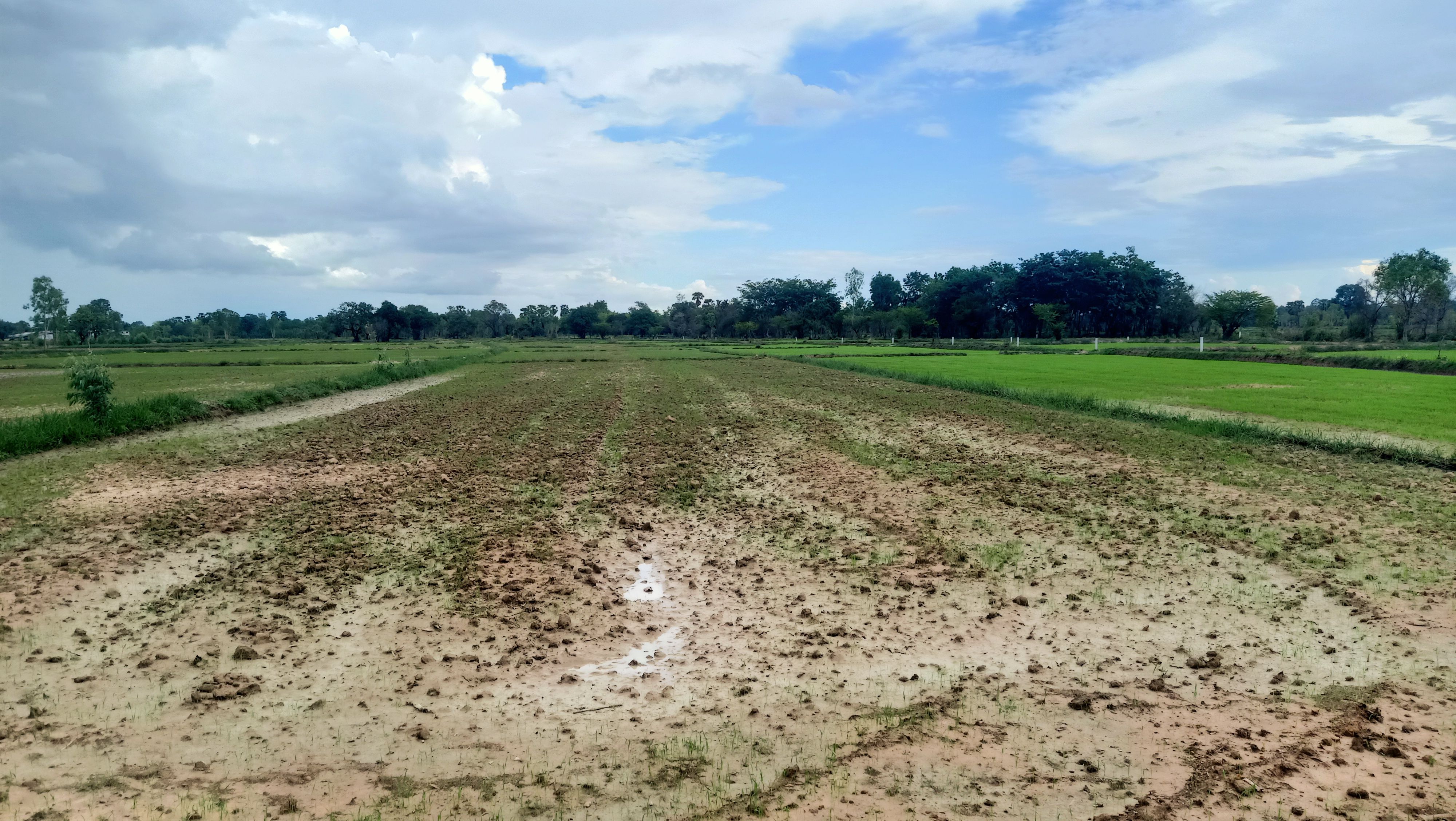 ขายที่ดิน บ้านหนองแก 